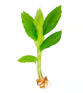 Turmeric Plant மஞ்சள் கொத்து  1 pc