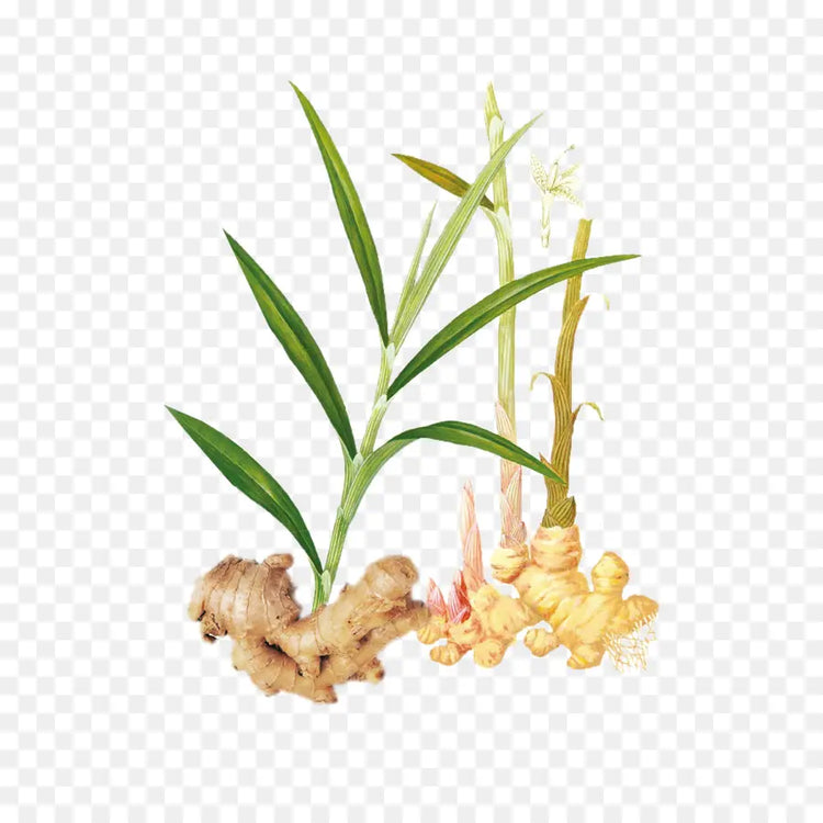 Ginger Plant இஞ்சி கொத்து  1 pc