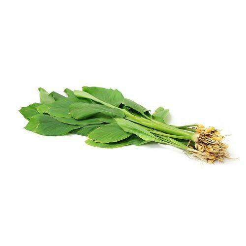 Turmeric Plant மஞ்சள் கொத்து  1 pc