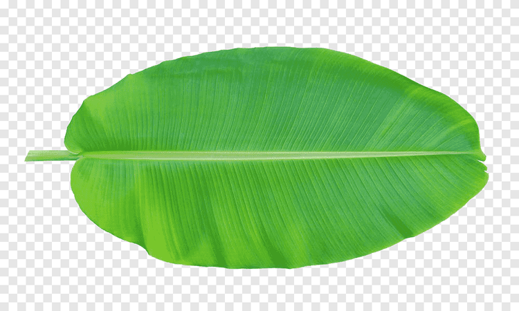 Banana Leaf வாழை இலை 1 pc