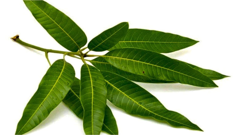 Maa Ilai Mango Leaf Packet