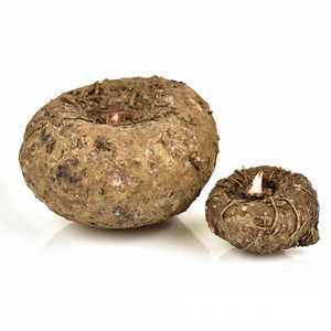 Elephant Foot Big Yam கருணைக் கிழங்கு 1 KG